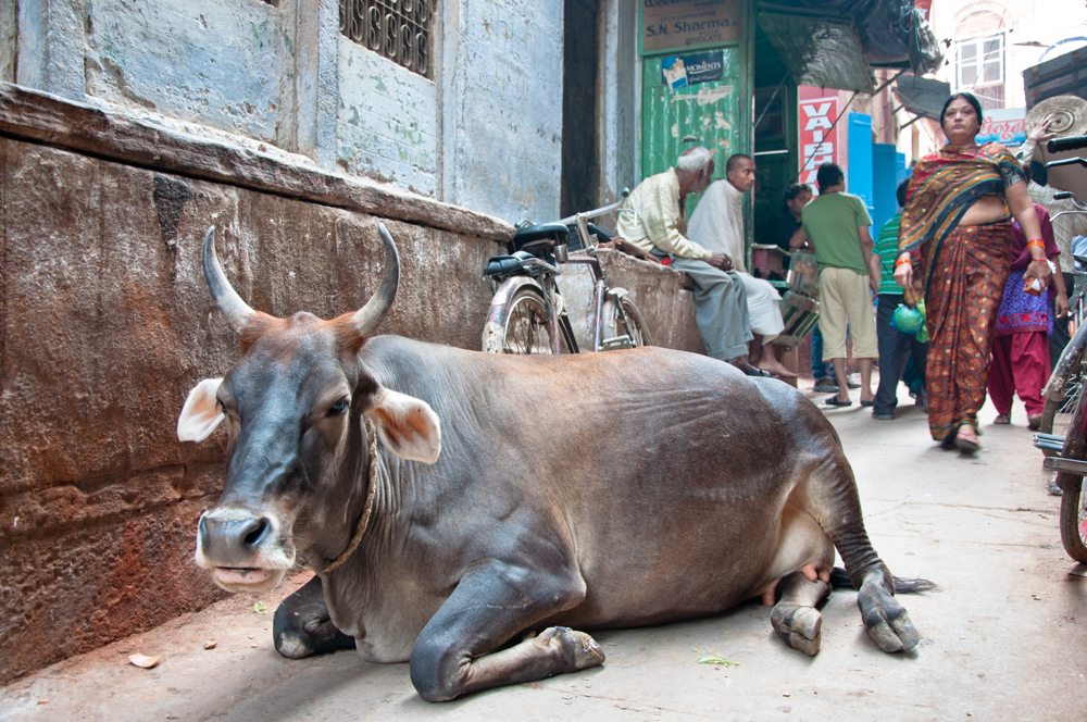 Congresista de EE.UU. propone vender carne a India y redes estallan por su error cultural