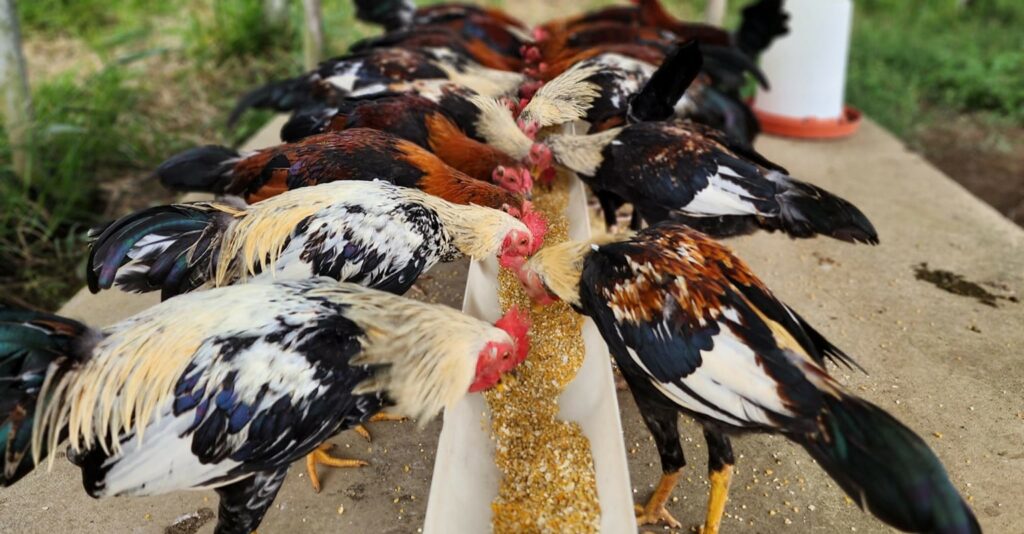 ¿Qué comen los gallos de pelea para ganar en el ruedo Conozca la dieta de los siete granos