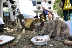 Gatos del parque El Mamey reciben atención urgente tras denuncias de maltrato y tortura animal