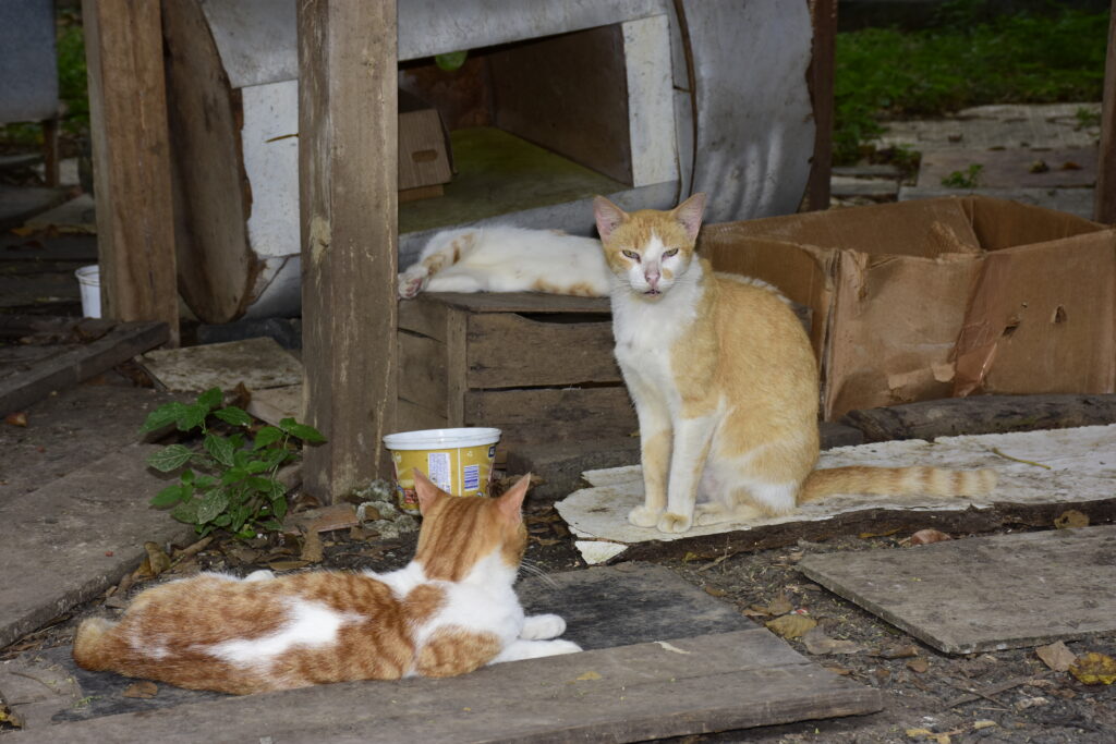 Animalistas y Municipio alistan minga y jornada de atención veterinaria para los gatos del parque El Mamey