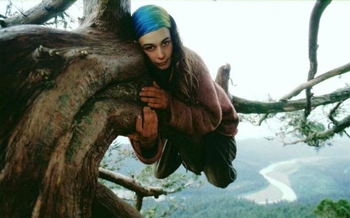 Julia "Butterfly" Hill, una activista ambiental, vivió 738 días en una secuoya milenaria de 1.500 años para evitar su tala.