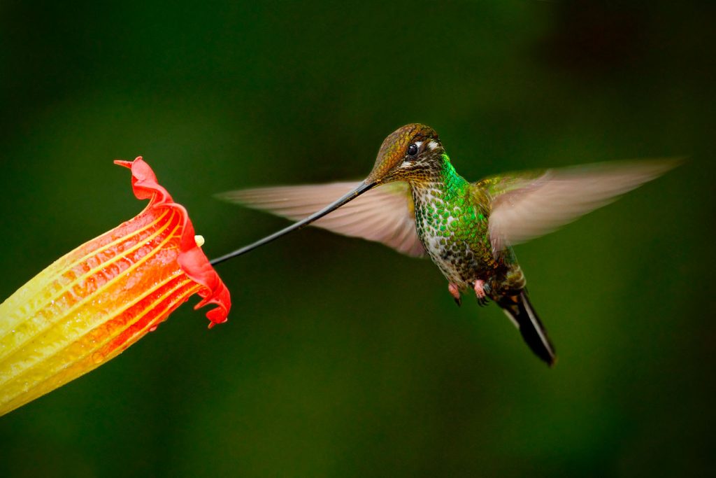 Colibríes de pico largo desaparecen por deforestación en bosques del sur del país