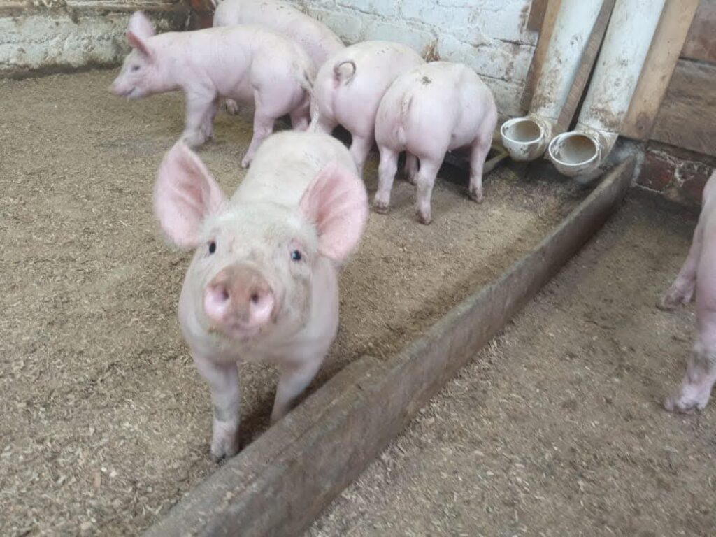 Caída del precio del cerdo preocupa a porcicultores en feria ganadera de Santo Domingo