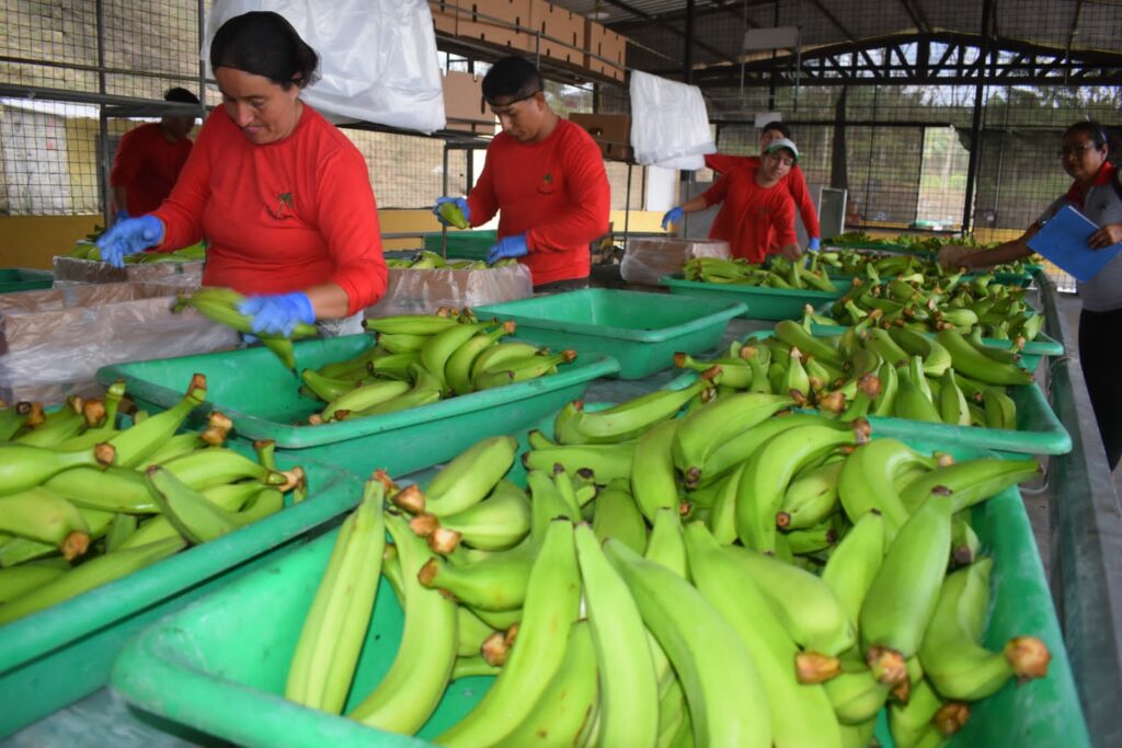 Caja de plátano barraganete alcanza récord de 16 dólares en El Carmen, Manabí
