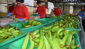 Caja de plátano barraganete alcanza récord de 16 dólares en El Carmen, Manabí