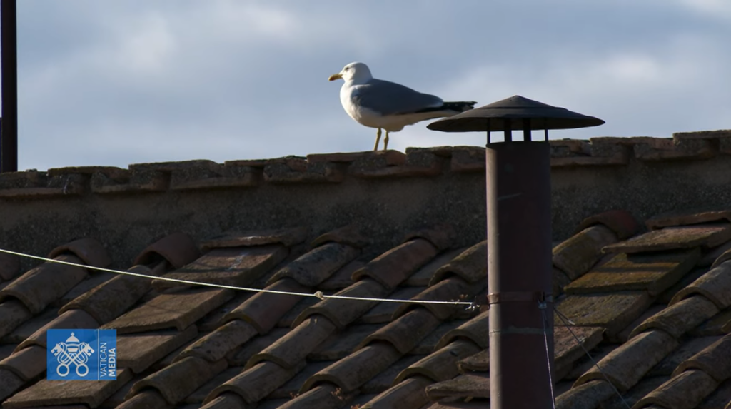 ¿Un presagio del Espíritu Santo? Un pájaro aparece en la chimenea del cónclave