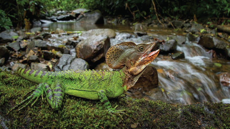 Ciudadanos documentan especies por la biodiversidad en maratón