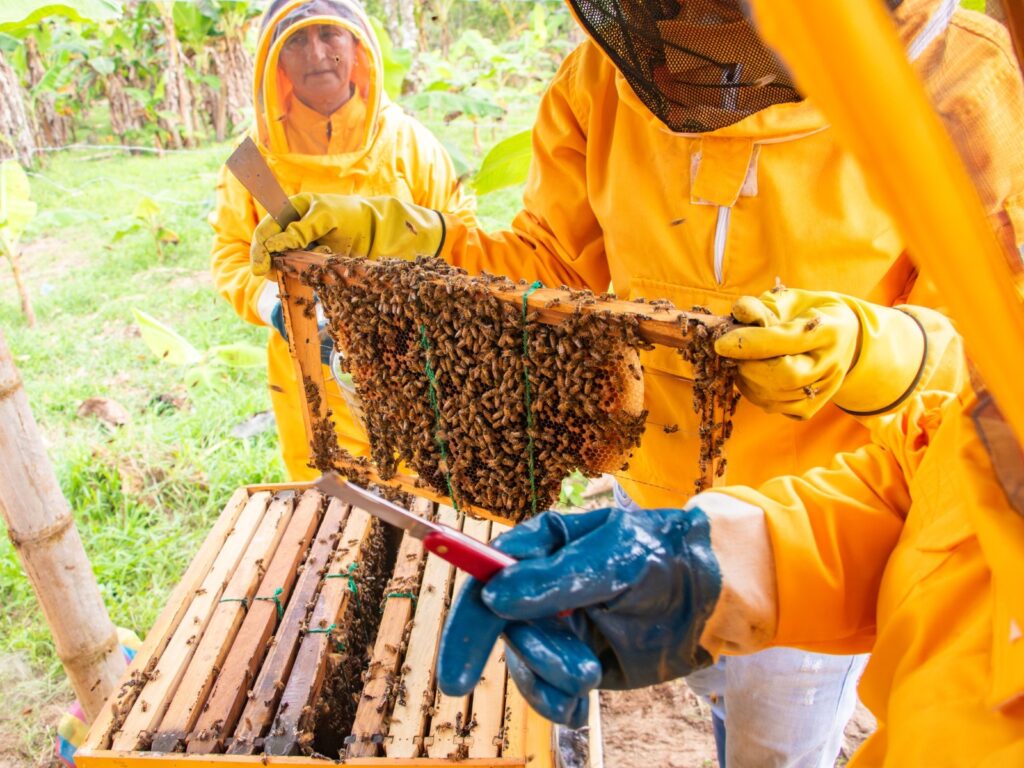 Día mundial de las abejas: El Carmen impulsa la apicultura como alternativa económica rural