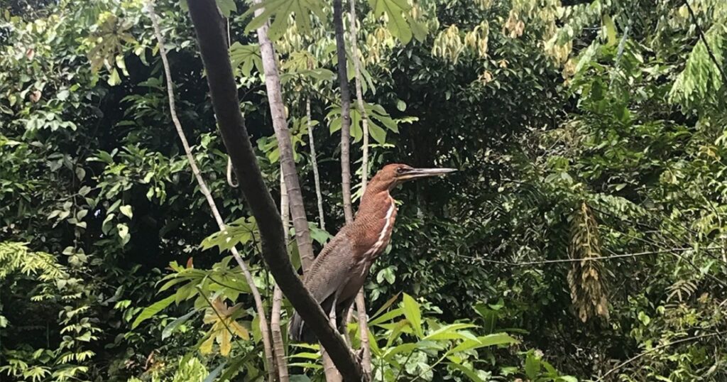 Ecuador Un llamado urgente en el Día Internacional de la Diversidad Biológica