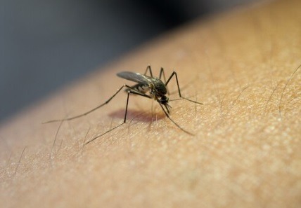 El Ministerio de Salud pide a los ciudadanos eliminar los criaderos de mosquitos