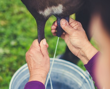 El litro de leche subirá en las fincas levenmente, según las autoridades