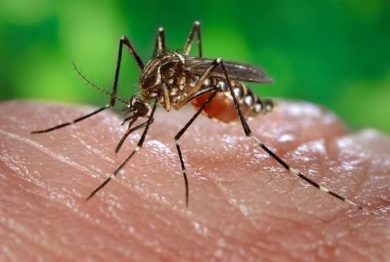 Aumentan los casos mortales de fiebre amarilla en Sudamérica, según la OMS
