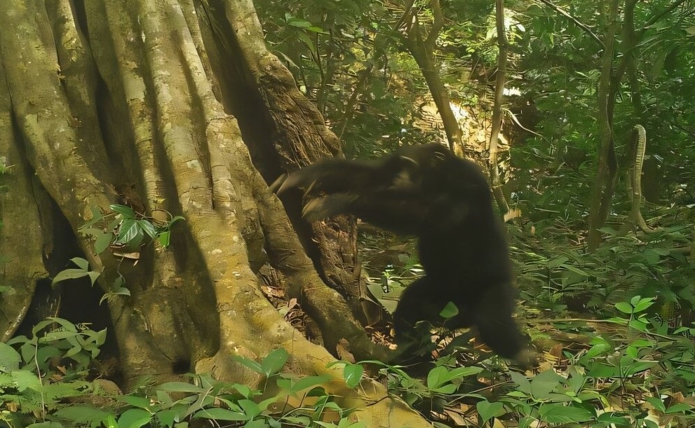 Comportamiento cultural: chimpancés golpean piedras como forma de expresión sonora