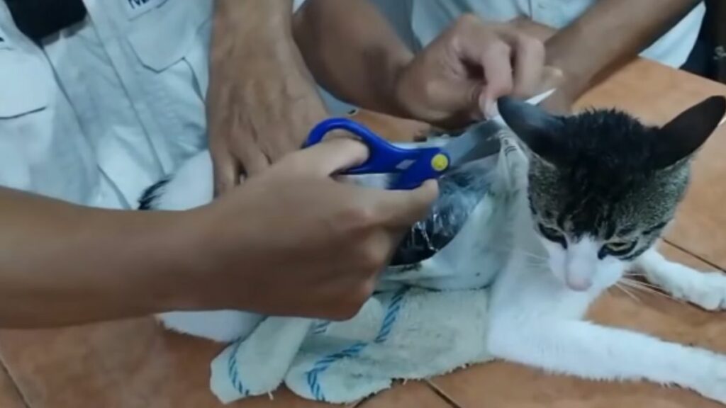 Hecho insólito: Así fue la 'captura' de un "gato narco", animal que fue usado para ingresar droga a una cárcel de Costa Rica. (Redes sociales).