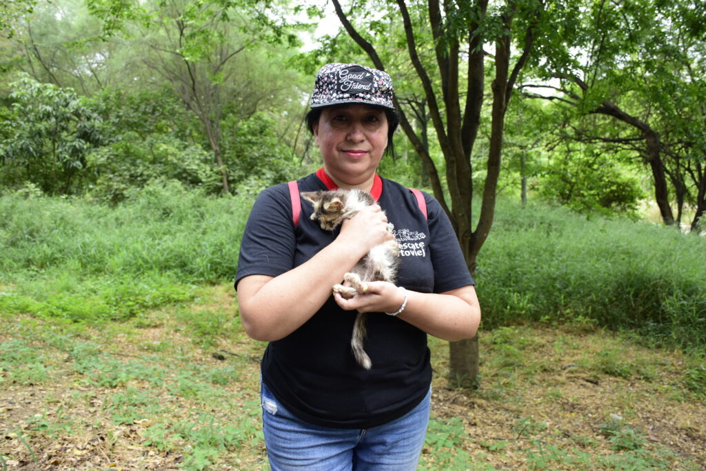 Proliferación de colonias de gatos en Portoviejo: Un clamor por sanciones efectivas contra el maltrato