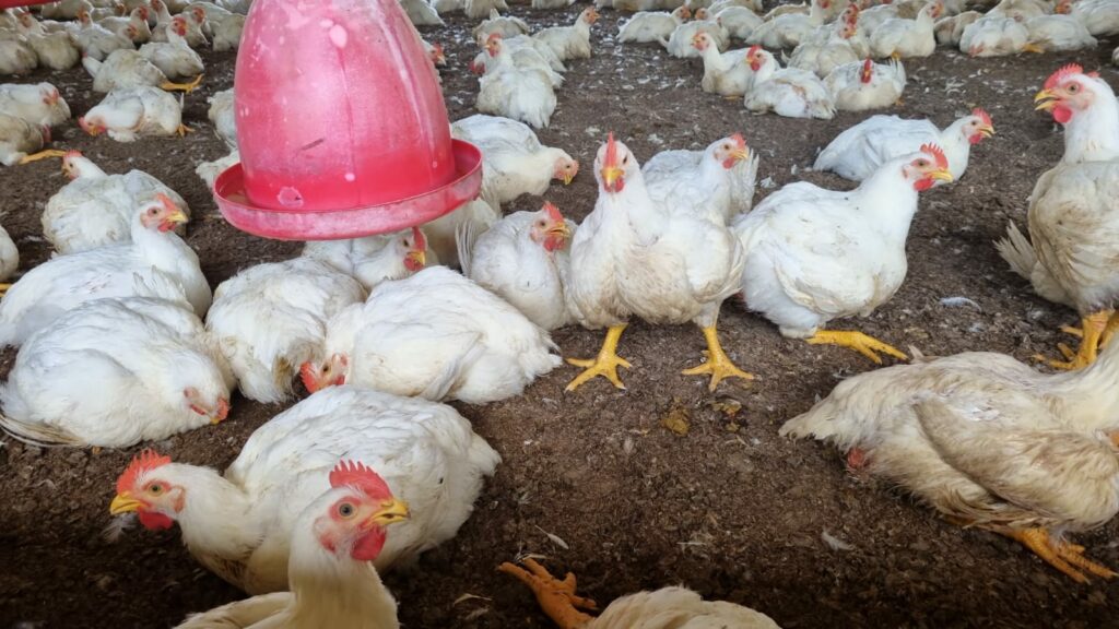 La sobreoferta de pollo afecta los precios en Santo Domingo tras la Semana Santa y el retorno a clases