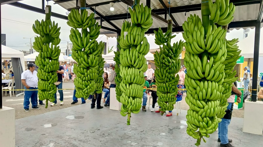 Los Ríos consolida su posición como principal productora de banano, con casi el 40% del total nacional