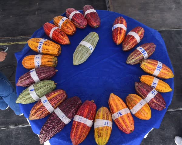 Los establecimientos en Santo Domingo de los Tsáchilas impulsan la economía local.Fincas cacaoteras figuran entre las relevantes.