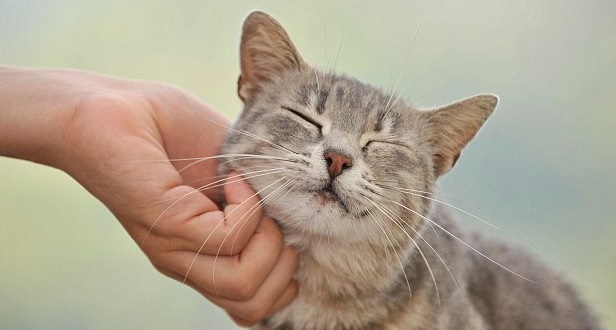 Los gatos reconocen a sus dueños gracias a su olor, según estudio