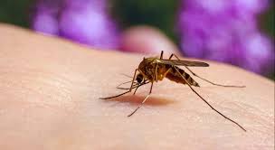Los mosquitos eligen a sus víctimas según su tipo de sangre