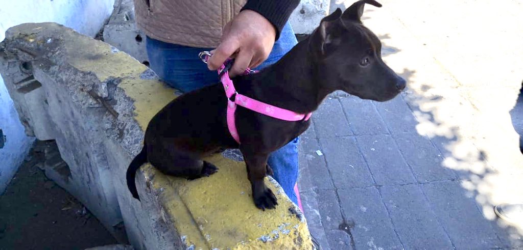 Municipio de Guayaquil responde a Fundación Rescate Animal sobre cifras de eutanasia