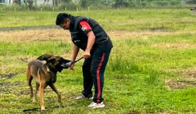 Municipio y Bomberos capacitan a personal sobre control de perros peligrosos