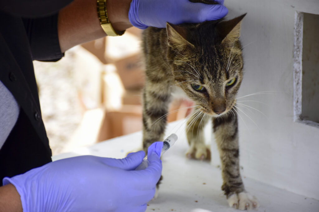 Gatos del parque El Mamey reciben atención urgente tras denuncias de maltrato y tortura animal