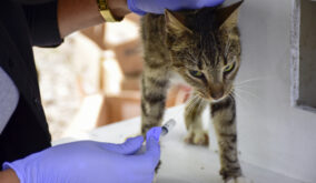 Gatos del parque El Mamey reciben atención urgente tras denuncias de maltrato y tortura animal