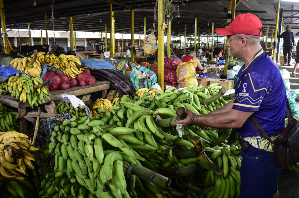 El plátano en Portoviejo se encarece por la escasez tras el invierno