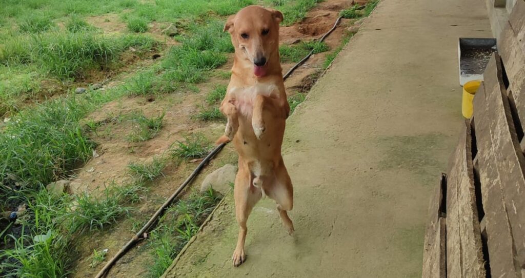 Perro Atropellado en El Carmen: Fundación Exige Fin al Maltrato Animal