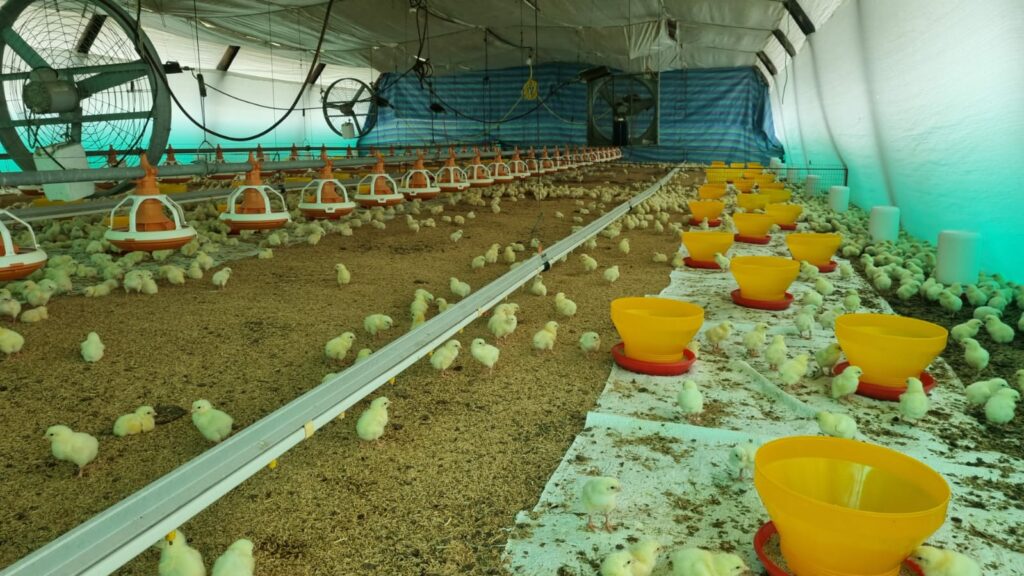 Santo Domingo de los Tsáchilas aporta el 20% de la producción avícola de Ecuador