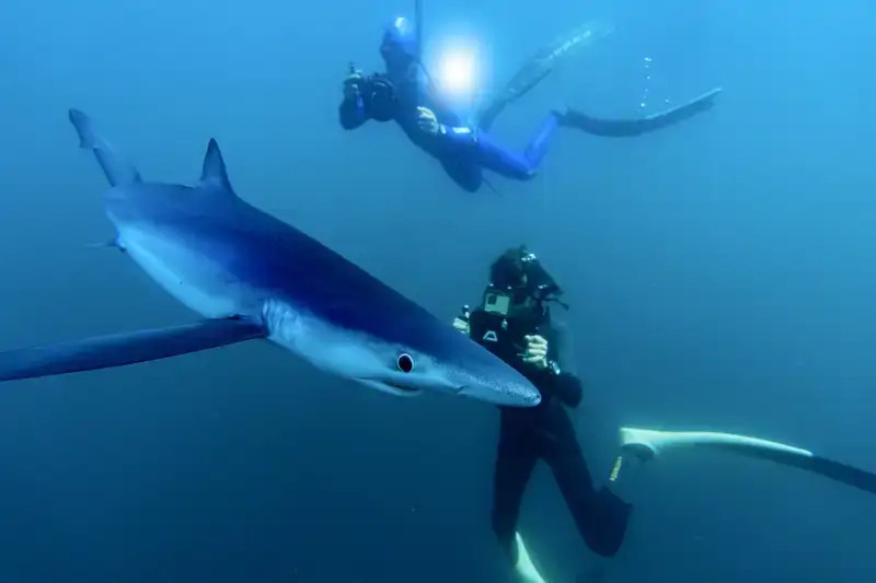 El biólogo marino Charlie Sarria, junto a un tiburón azul (Prionace glauca) en Bermeo, País Vasco.