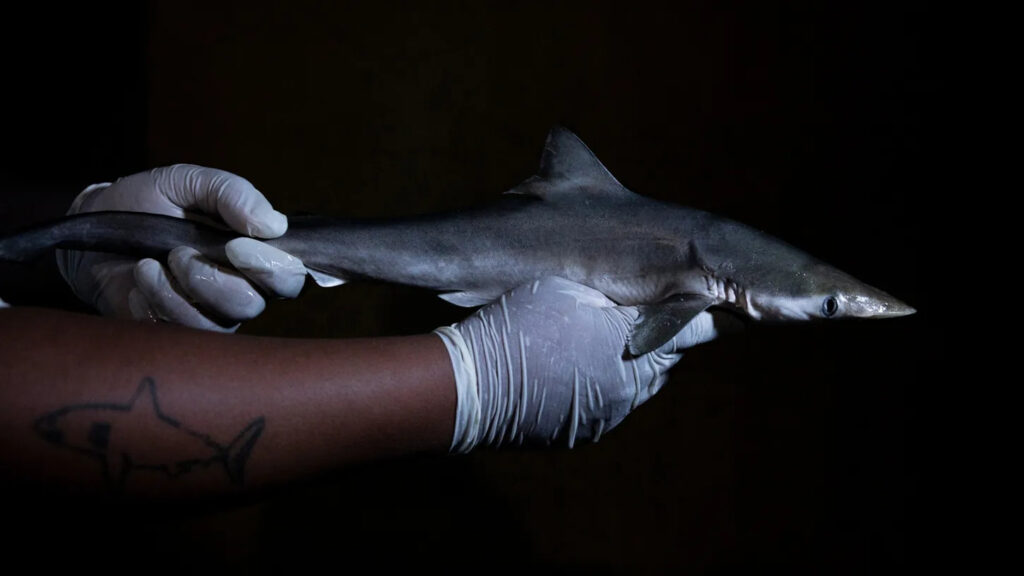 El biólogo Paulo dos Santos mide un cazón picudo brasileño capturado por pescadores en el estado de São Paulo (Brasil) en 2023. El animal no formaba parte de la nueva investigación (National Geographic).