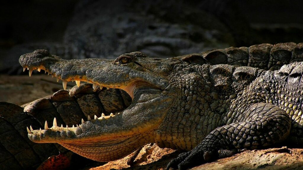 Un hombre se salvó de morir devorado por un cocodrilo tras intentar tomarse una foto con el animal en un zoológico de Filipinas. (Pexels).