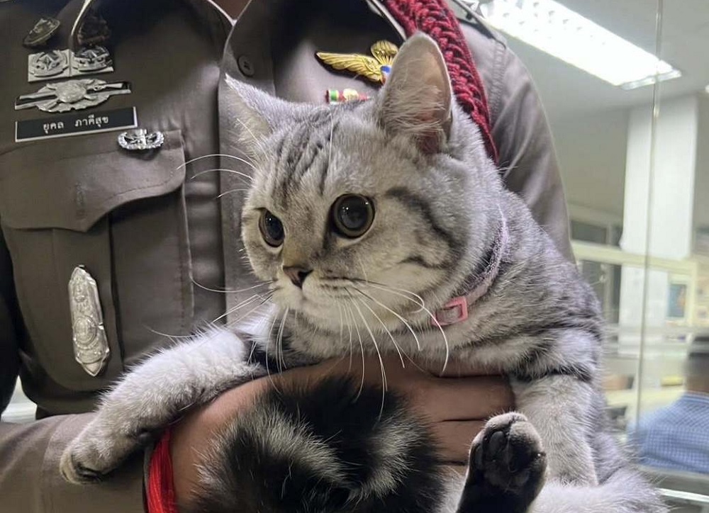 Una gatita quedó detenida en una comisaría tras atacar y morder a varios agentes, informaron las autoridades de Bangkok, capital tailandesa.