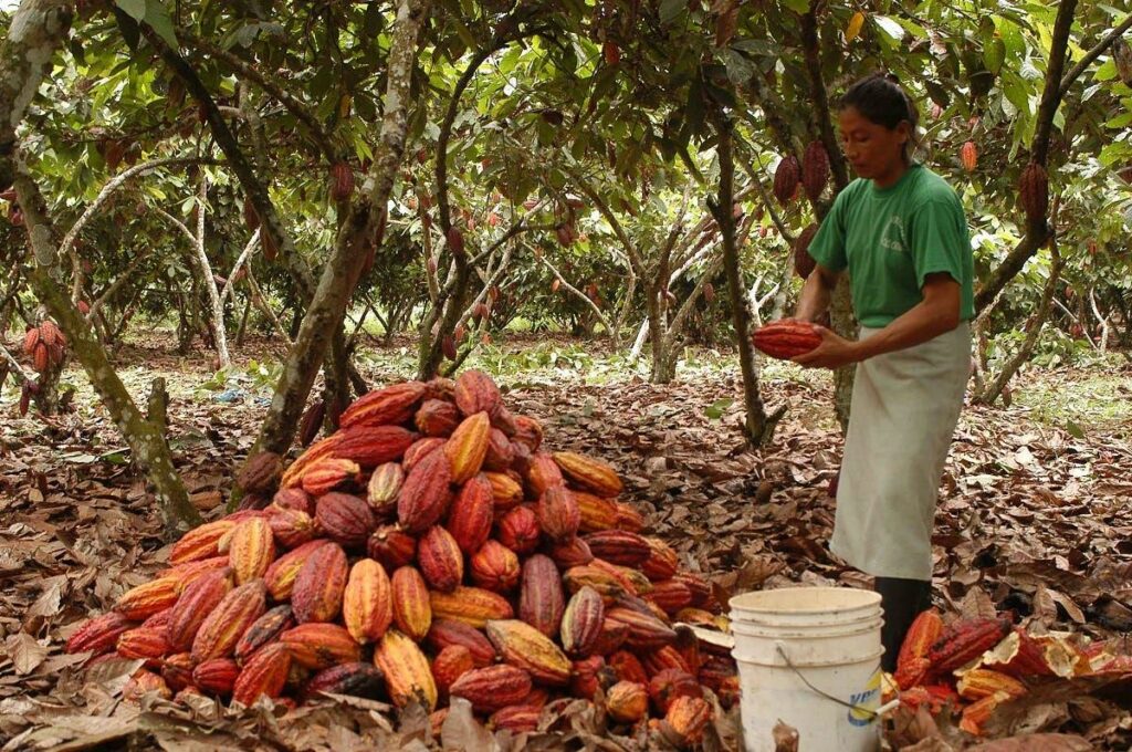 Una mujer ecuatoriana en un cultivo de cacao, en la provincia de Manabí