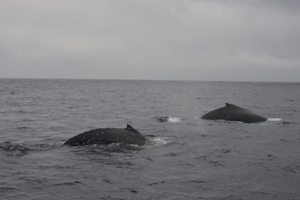 ¡Descubre por qué 10 mil ballenas eligen Manabí como su nido de amor! Unas 600 nacen cada año en sus costas