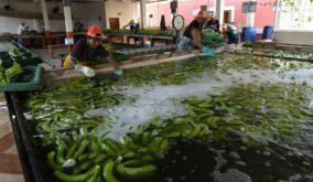Las exportaciones de banano ecuatoriano se destinan a diversos mercados, siendo la Unión Europea, Rusia, Asia y el Cono Sur los más importantes.