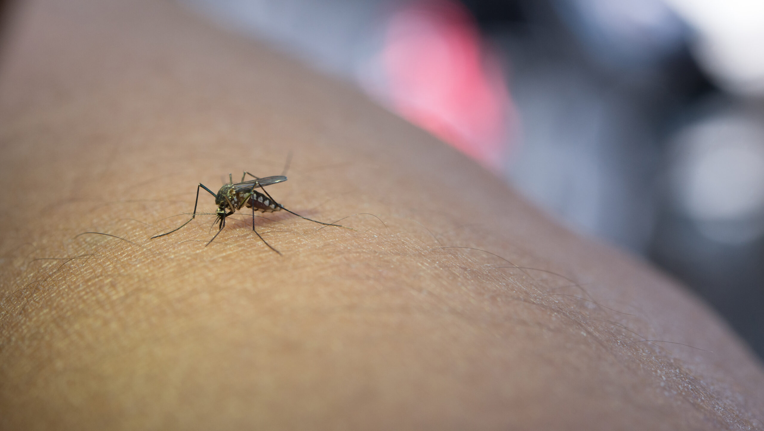 El Ministerio de Salud pide la eliminación de criaderos de mosquitos y uso de repelentes