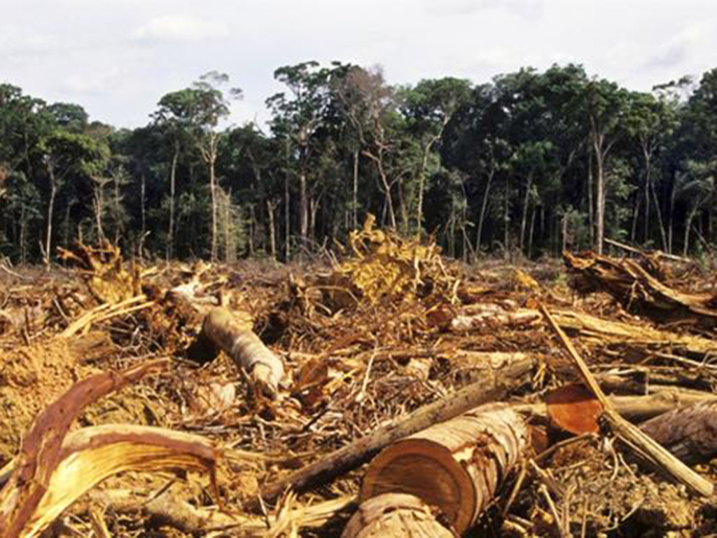 tala arboles deforestacion