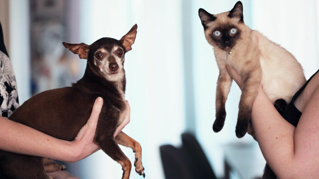 ¿Cuántos perros y gatos hay en Ecuador y cuáles son los gastos comunes que implica la tenencia responsable de mascotas? (Pexels).