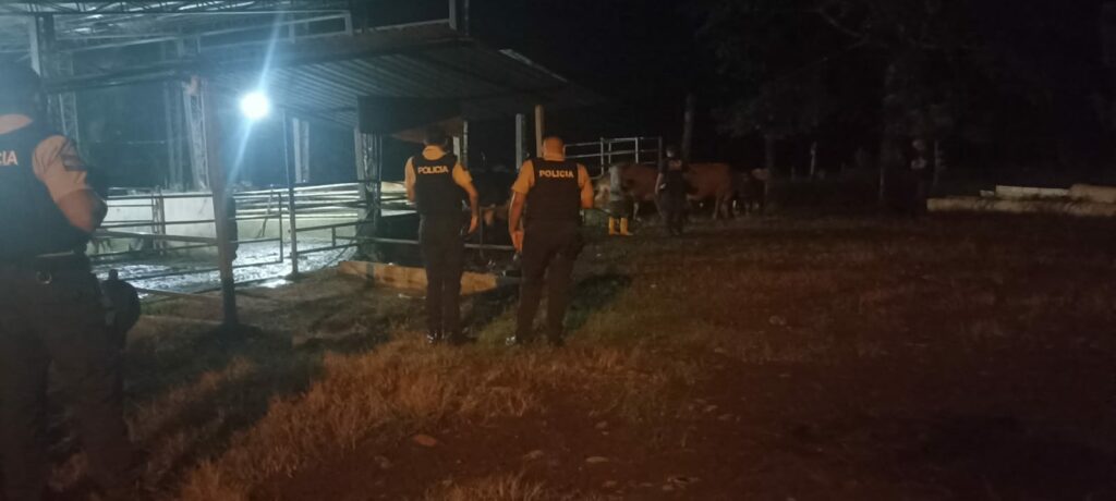 Amarraron al cuidador y huyeron con 27 reses así operó una banda en La Concordia