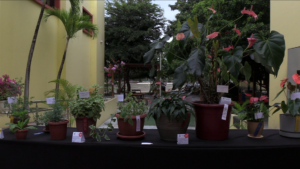 Club de Jardinería Portoviejo Inaugura su XXIX Exposición en la Universidad San Gregorio