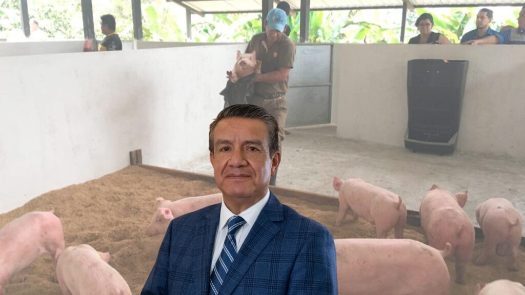 Ecuador produce carne de cerdo con calidad internacional, pero los costos de producción impiden competir en la región. (Cortesía).