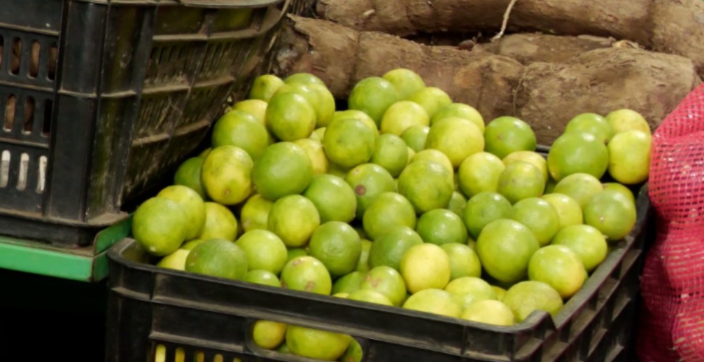 Escasez estacional eleva costos del limón en Portoviejo