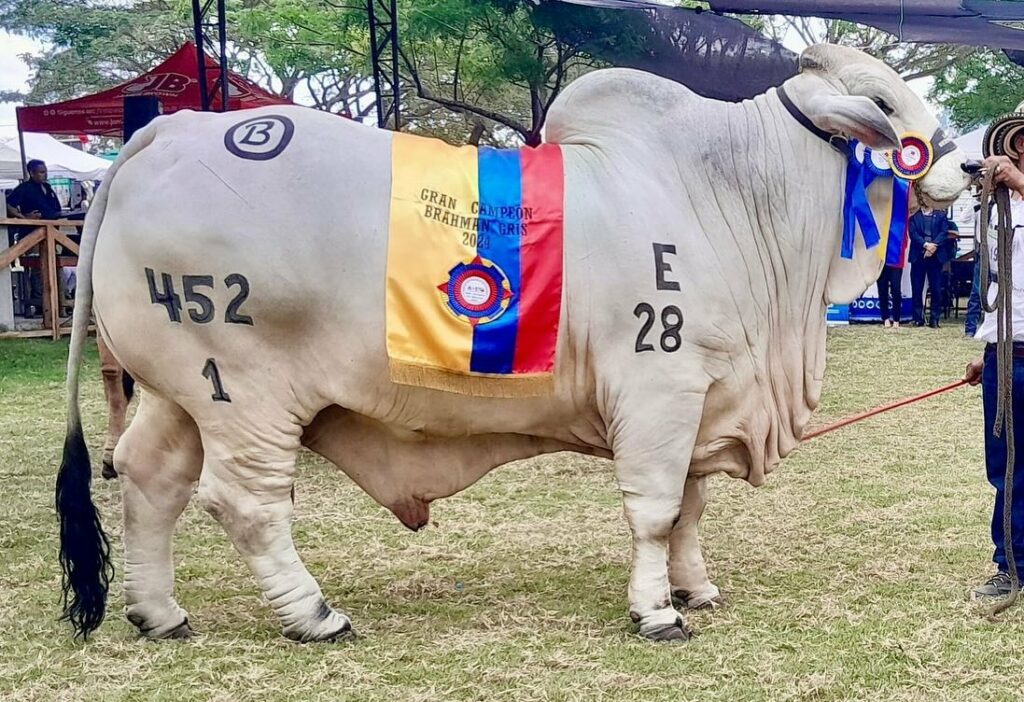 Expogan 2025 El Carmen se alista para su emblemática feria ganadera con rodeos, exposiciones y más