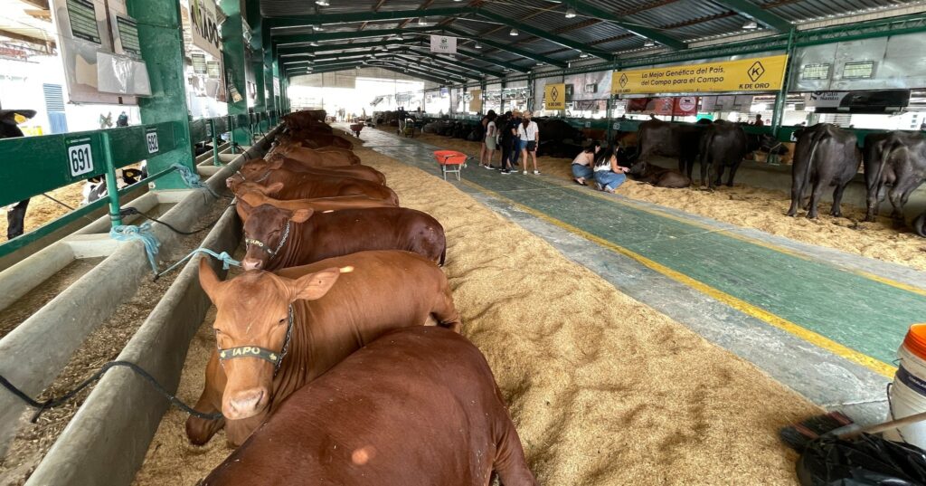 Expogan 2025 se alista para posicionar a Santo Domingo como referente ganadero nacional