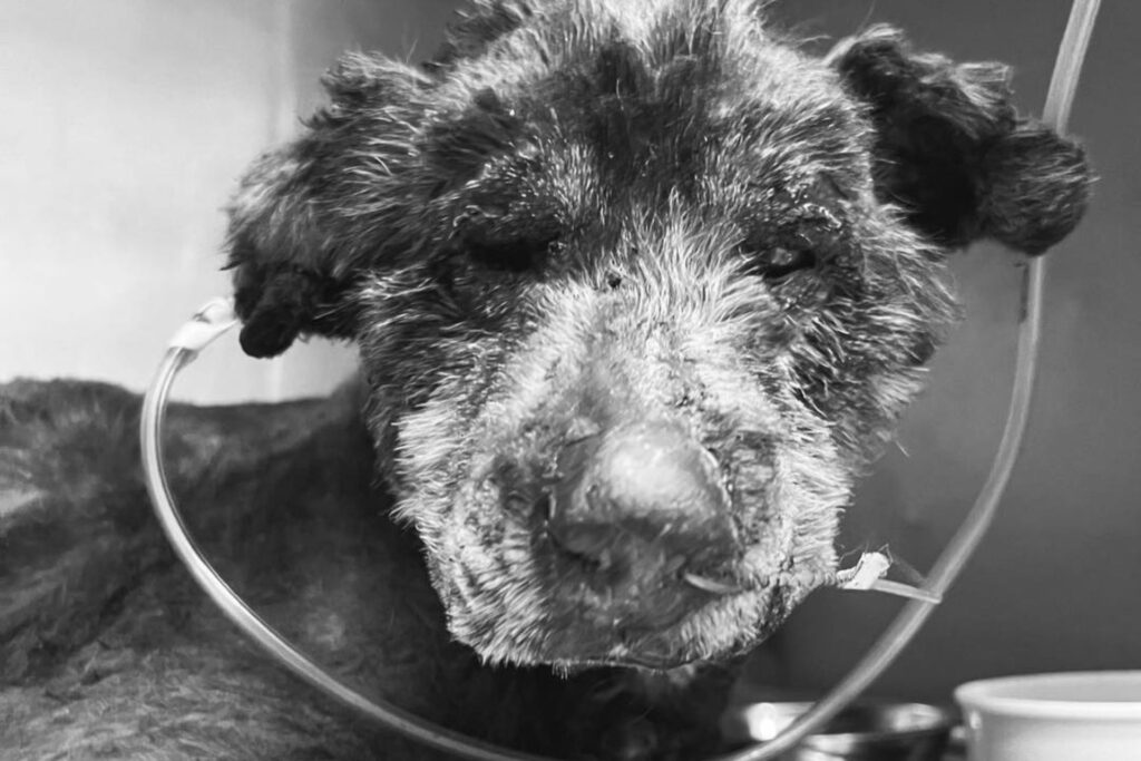 Fallece perrita en Quito tras brutal acto de maltrato. Fotografía: Lucky Bienestar Animal