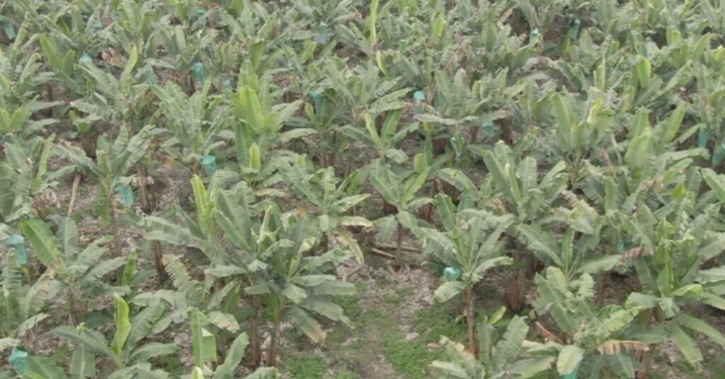 Fusarium afecta producción de plátano en Manabí