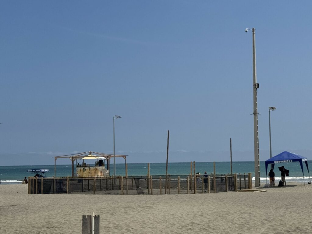 Protección de tortugas marinas impulsa control en la playa
